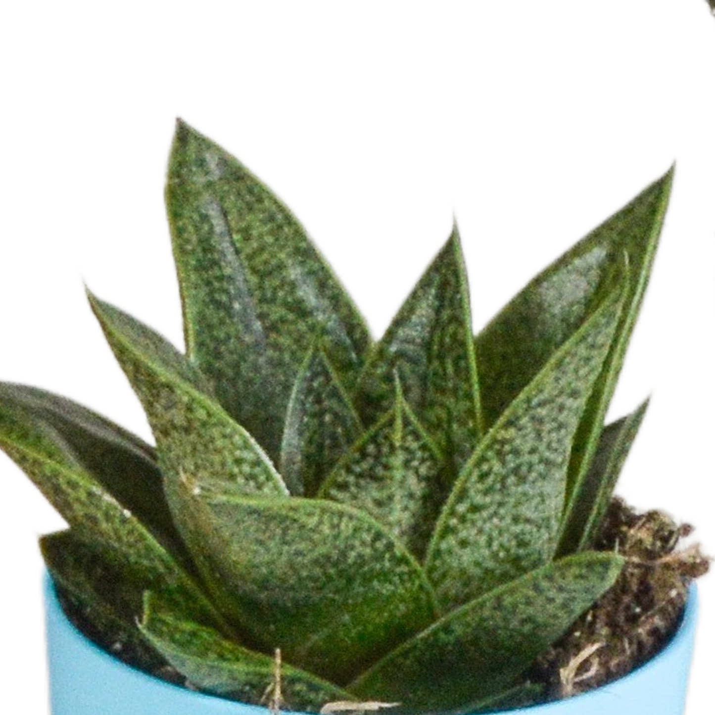 Gasteria & Haworthia Mischung im farbigen Topf 5x 5,5cm