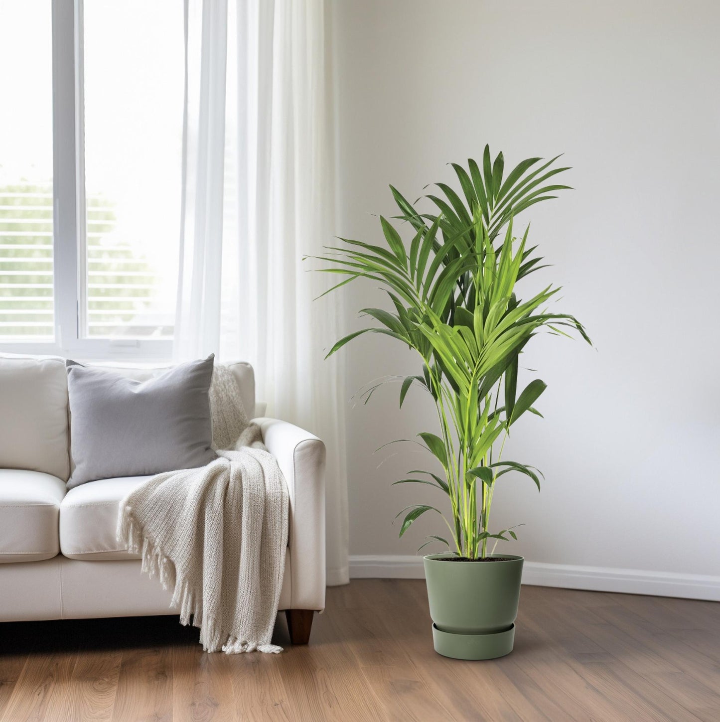 Howea Forsteriana - Kentia-Palme Ø21cm, 130cm hoch
