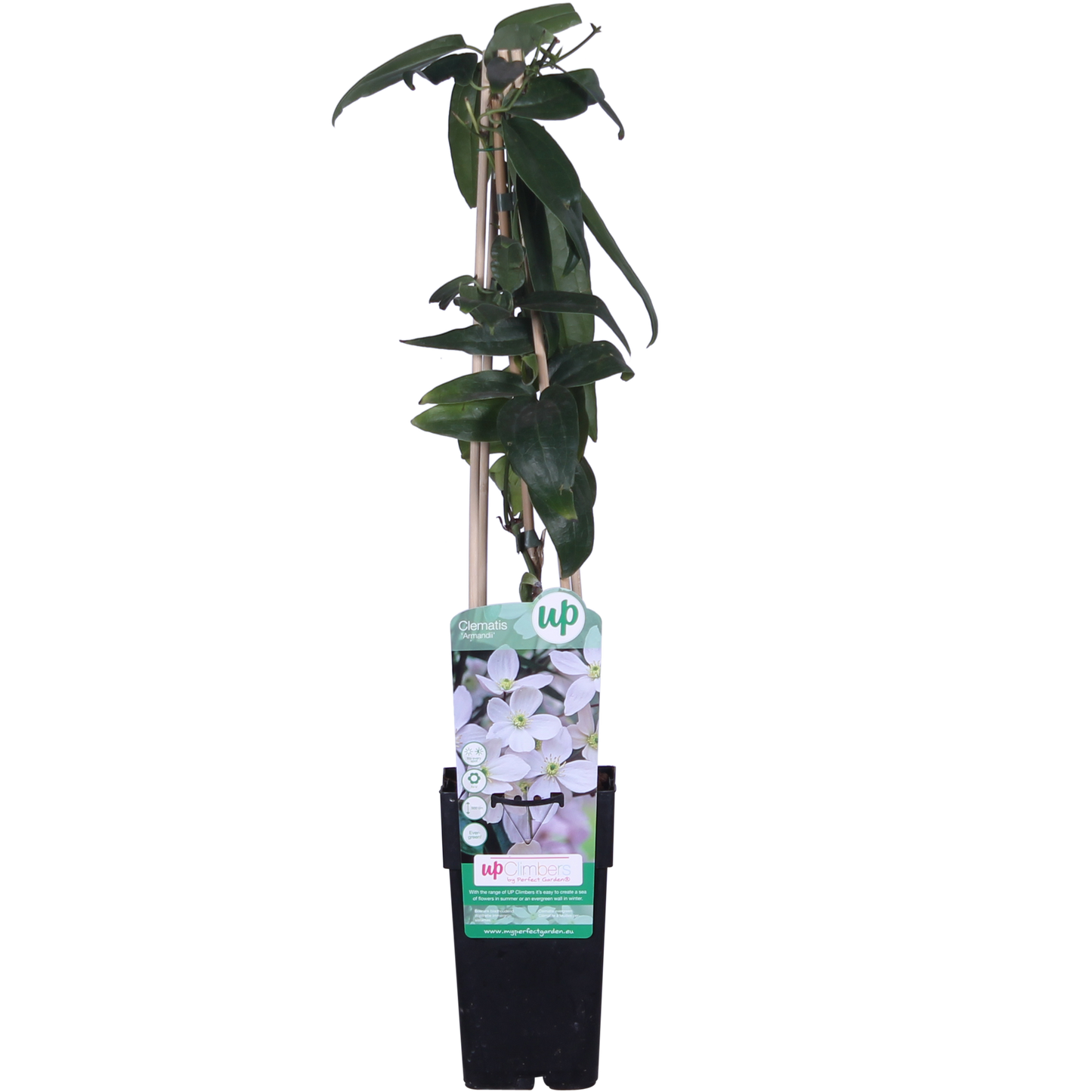 Clematis armandii – Immergrüne Kletterpflanze Weiß Ø15cm