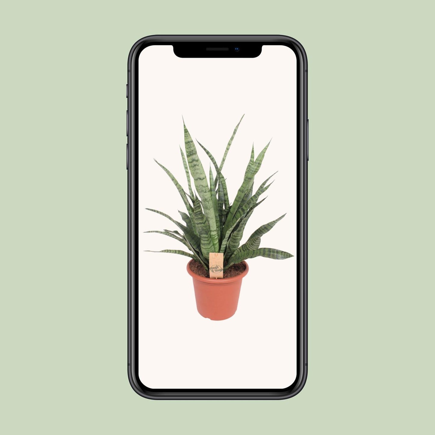 Sansevieria Diamond Green – Pflegeleichte Schwiegermutterzunge Ø25cm