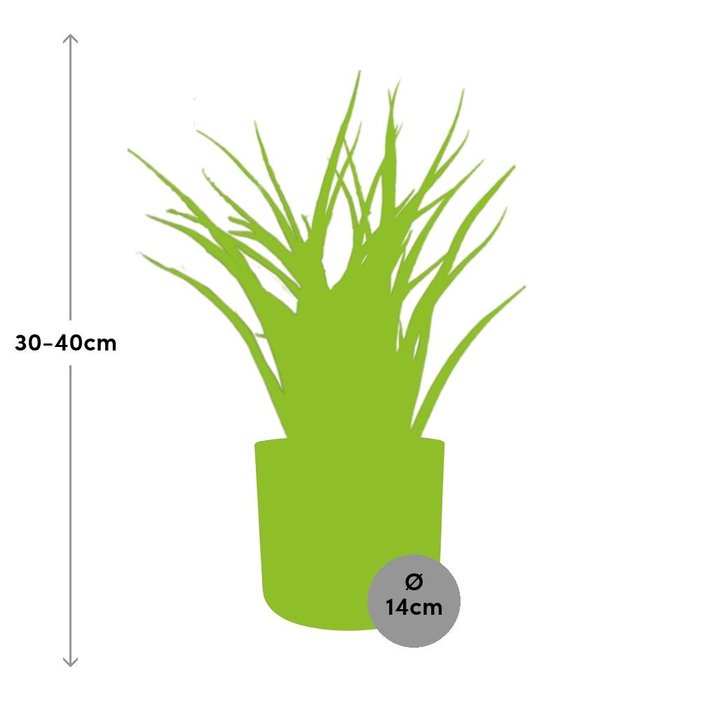 Sansevieria Fernwood Punk im ELHO b.for soft Rond 14cm Brique