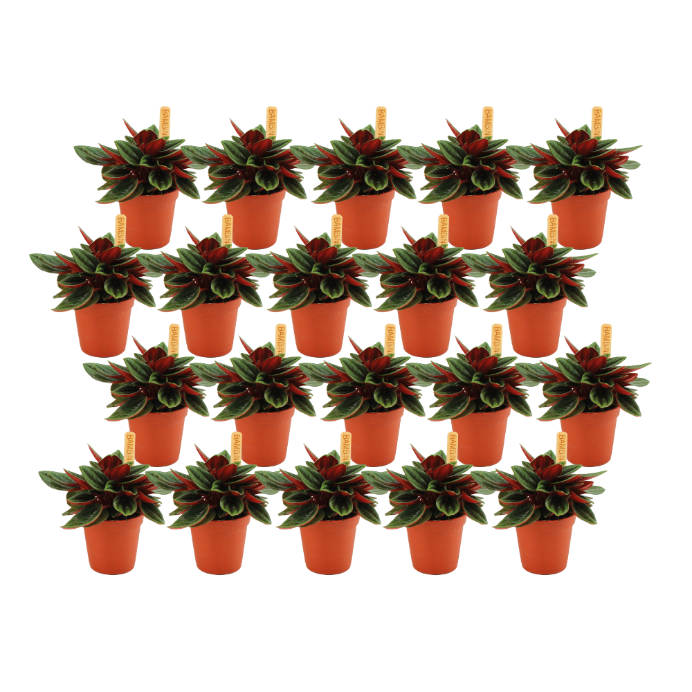 Peperomia Rosso Set – 20 pflegeleichte Zimmerpflanzen Ø5,5 cm
