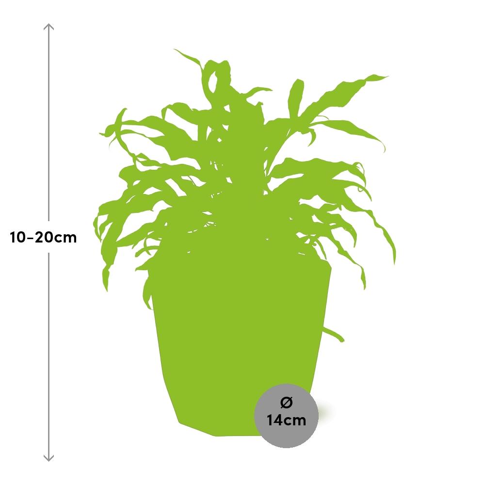 Microsorum Diversifolium – Kängurufarn in 14cm Topf