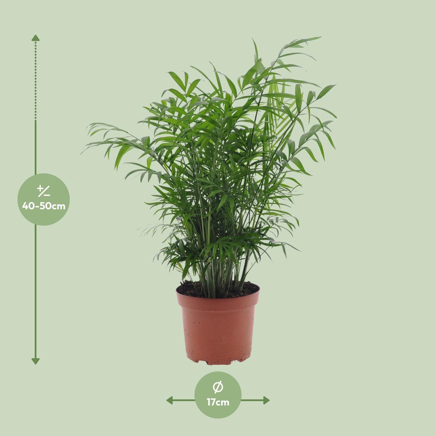 Chamaedorea Elegans – Zwergbernpalme Ø17cm, 50cm hoch