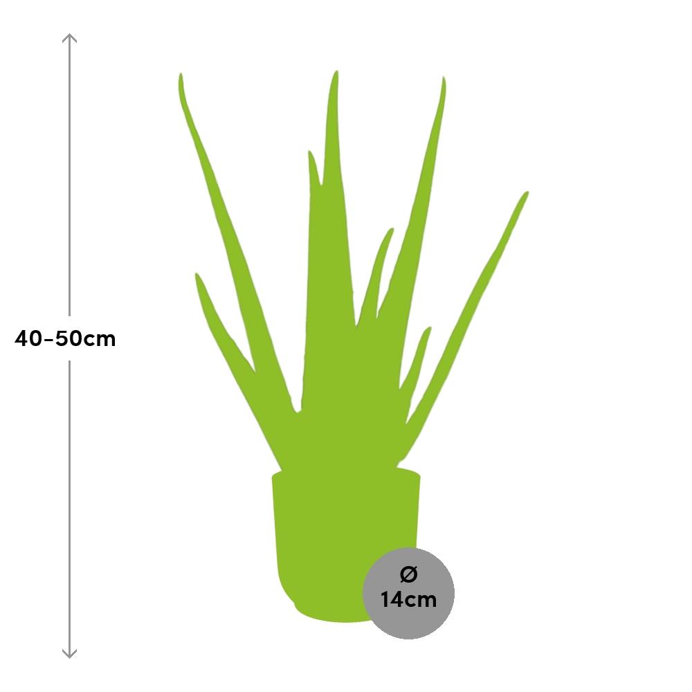 Aloe Vera 12cm im ELHO Vibes Fold 14cm gelb – Pflegeleicht & Luftreinigend