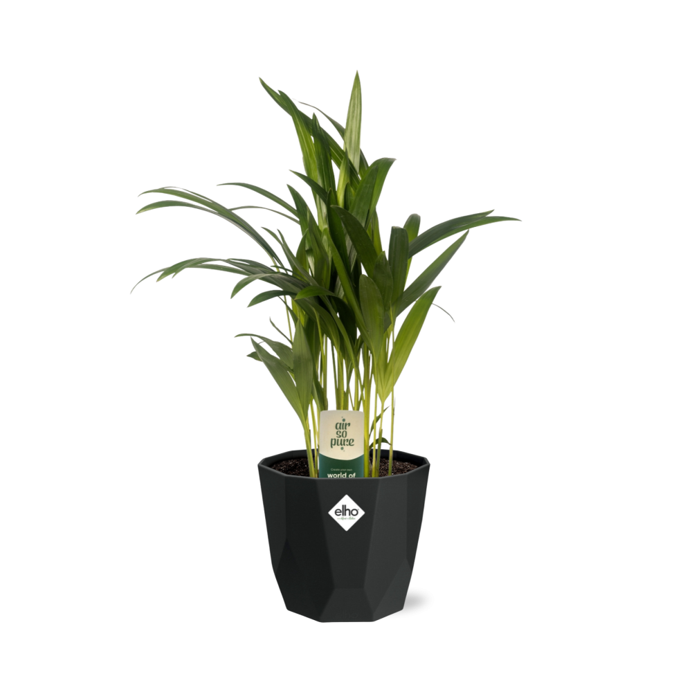 Dypsis Lutescens (Areca) – Stilvolle Bambuspalme 14cm Topf