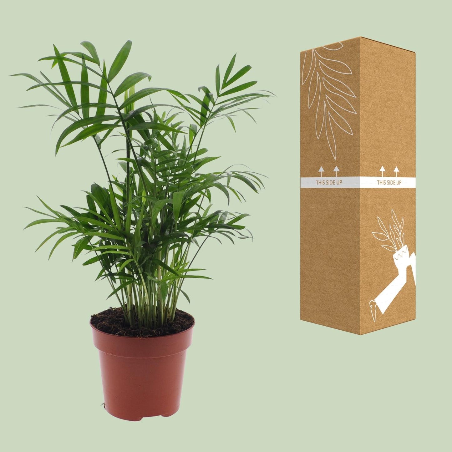 Chamaedorea Elegans - Mexikanische Bergpalme - Ø17cm - ↕55cm - Ø12cm - ↕40cm