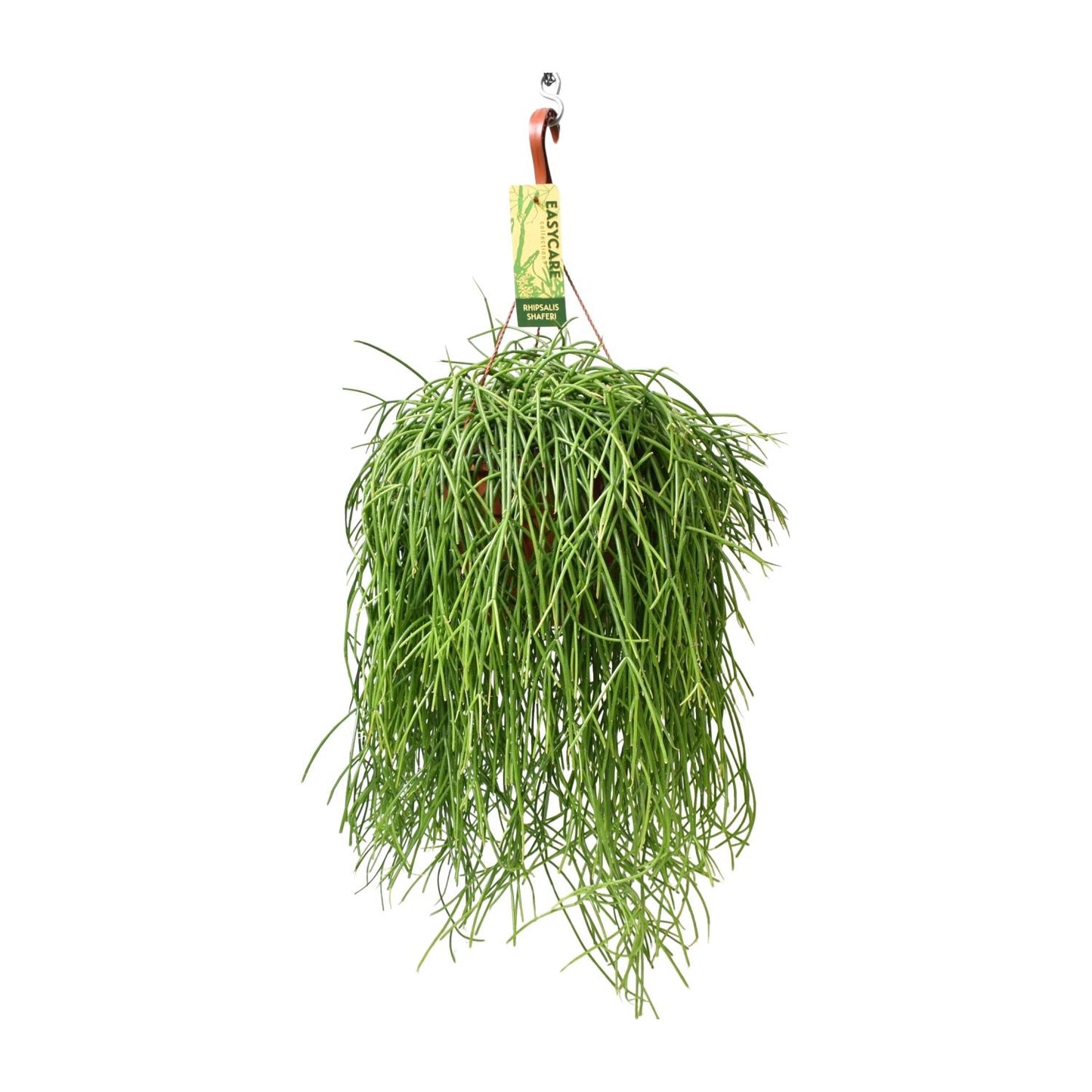 Rhipsalis Baccifera Shaferi – Pflegeleichte Hängepflanze Ø21 cm