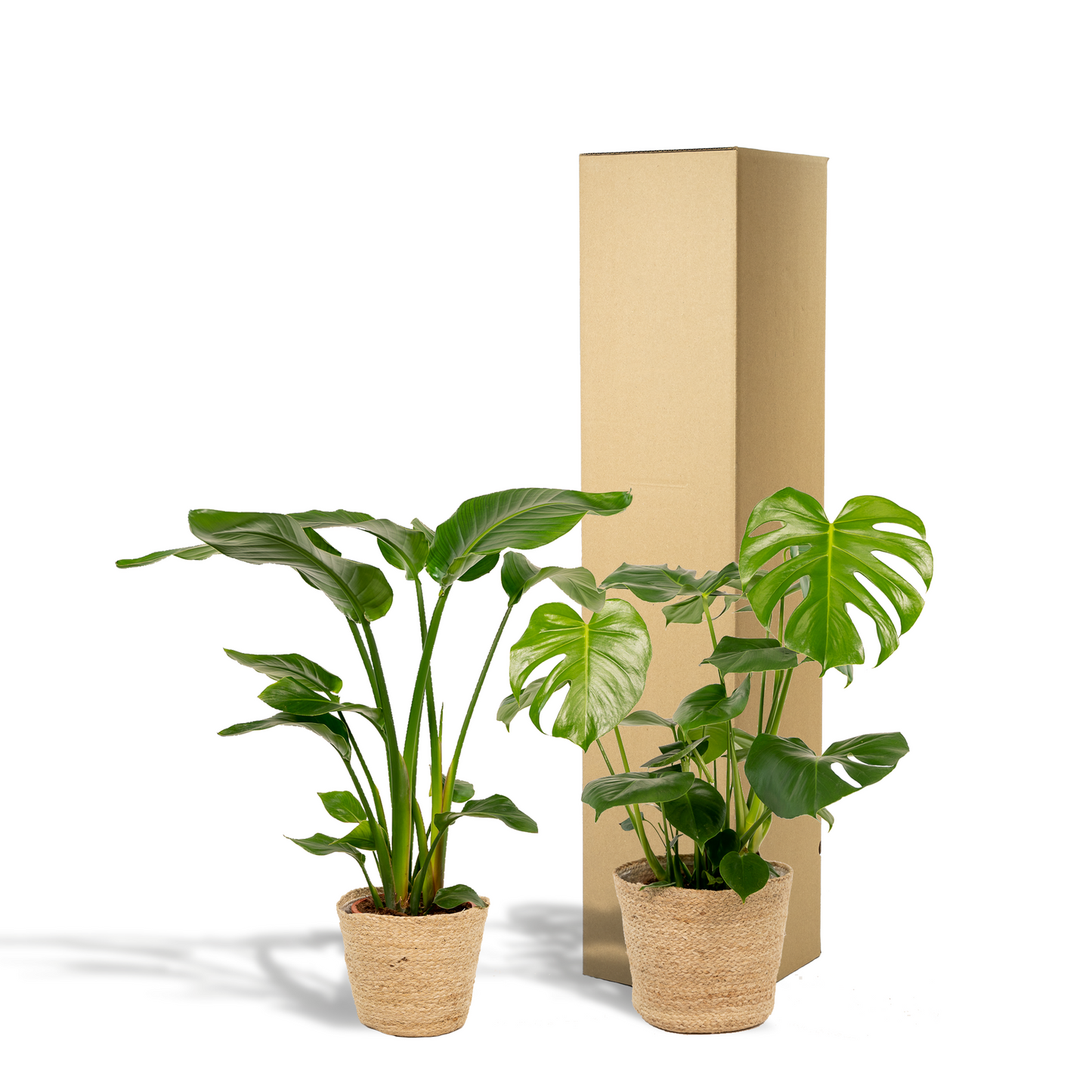 Tropisches Zimmerpflanzen-Set mit Strelitzia & Monstera im Korb