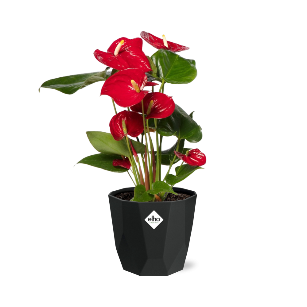 Anthurium Red 12cm im schwarzen Design-Topf 14cm
