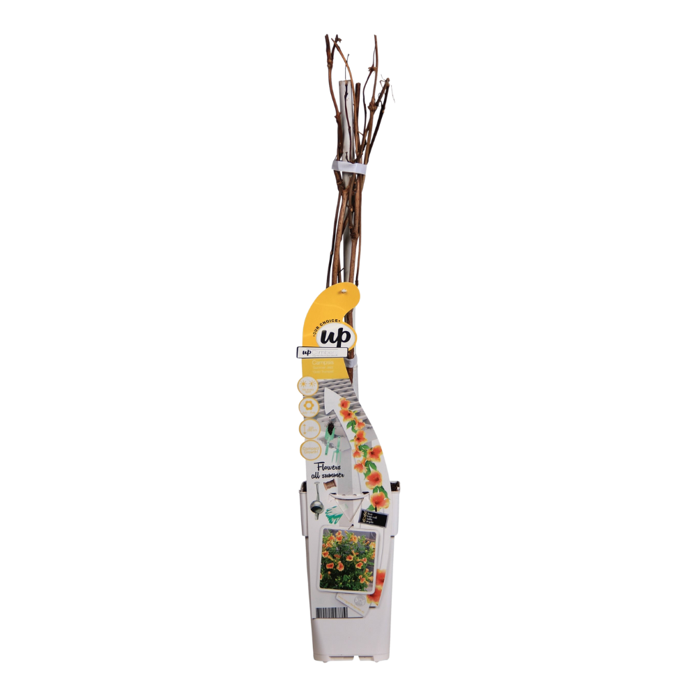 Campsis Summer Jazz 'Gold Trumpet' - Trompetenblume Gelb Ø15cm, ca. 65cm