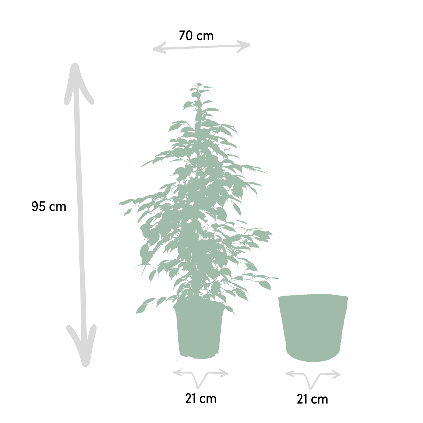Ficus benjamina Goldenking mit Korb Ø21cm, Höhe 95cm