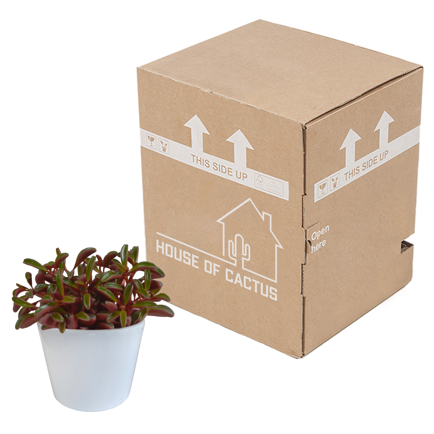 Peperomia graveolens – pflegeleichte Designerpflanze im weißen Topf