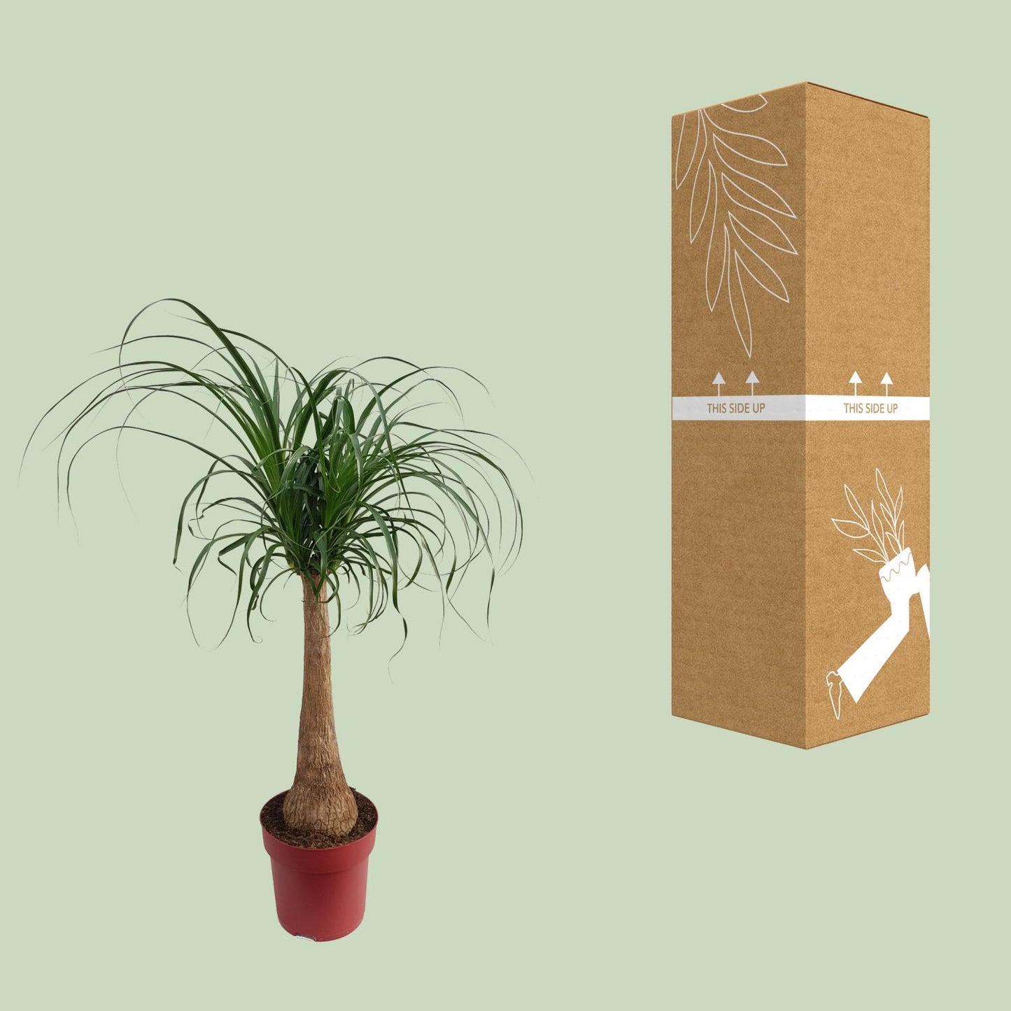 Beaucarnea „Maya Palm“ – Elefantenfuß-Palme Ø27cm, 110cm hoch