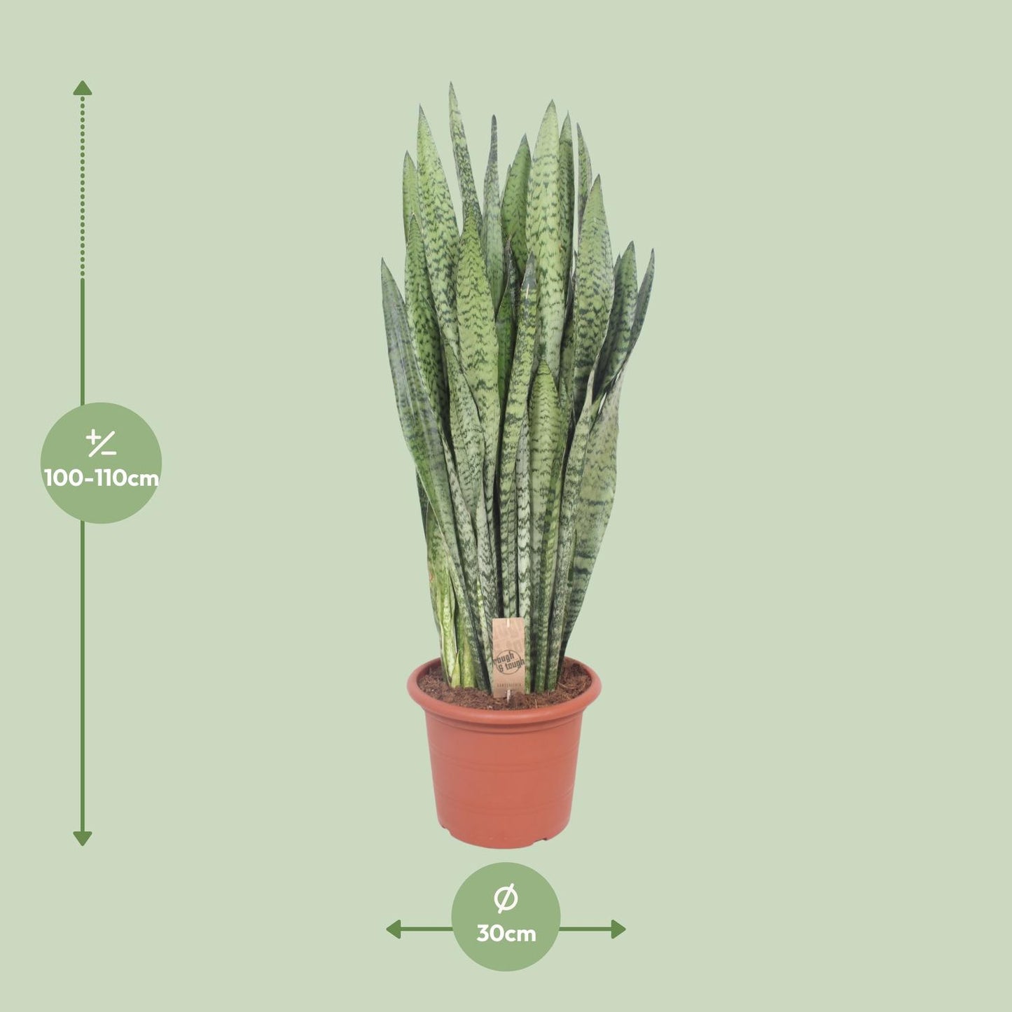 Sansevieria Zeylanica – Pflegeleichte Schwiegermutterzunge Ø30cm