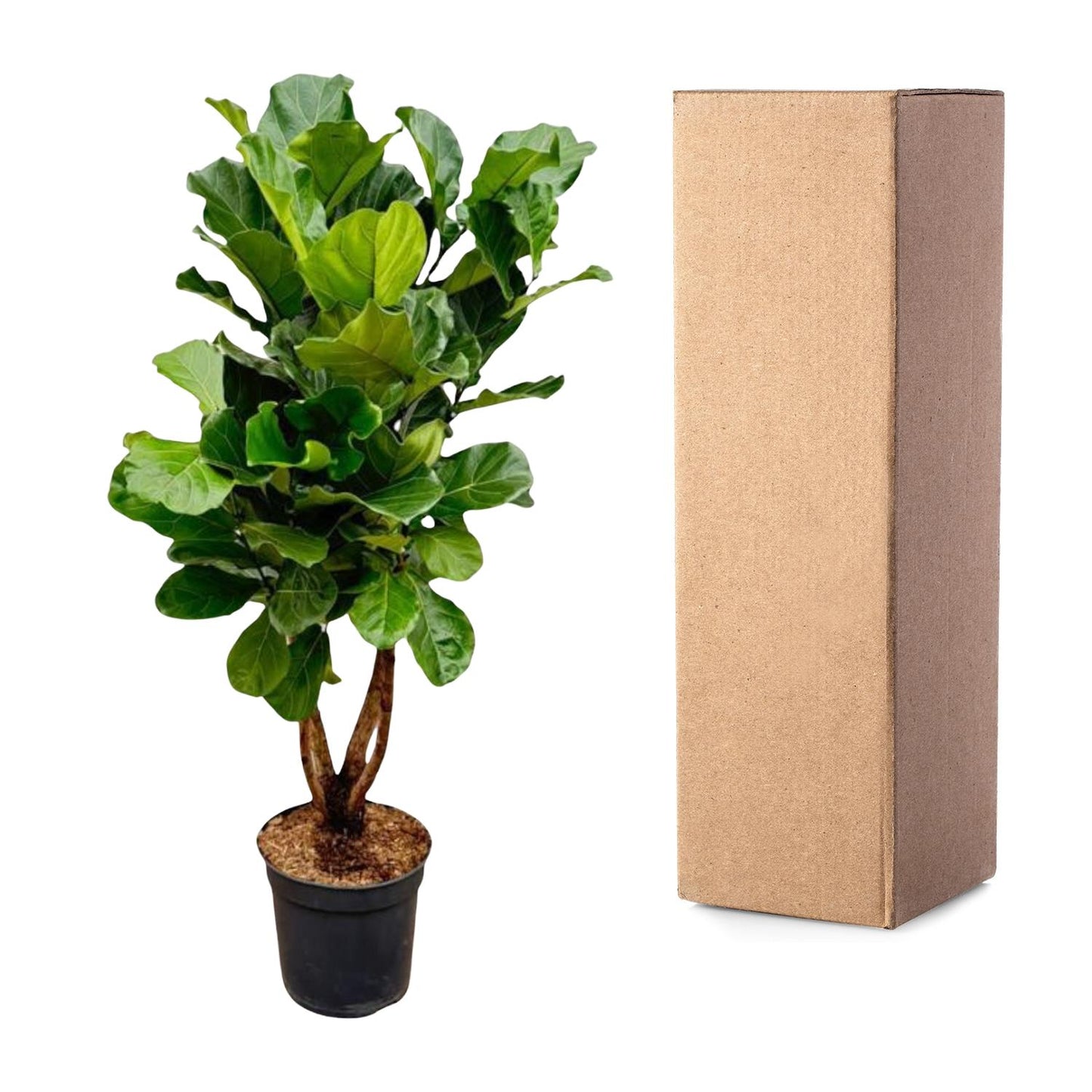 Ficus Lyrata vertakt XL – Geigenfeige 200 cm