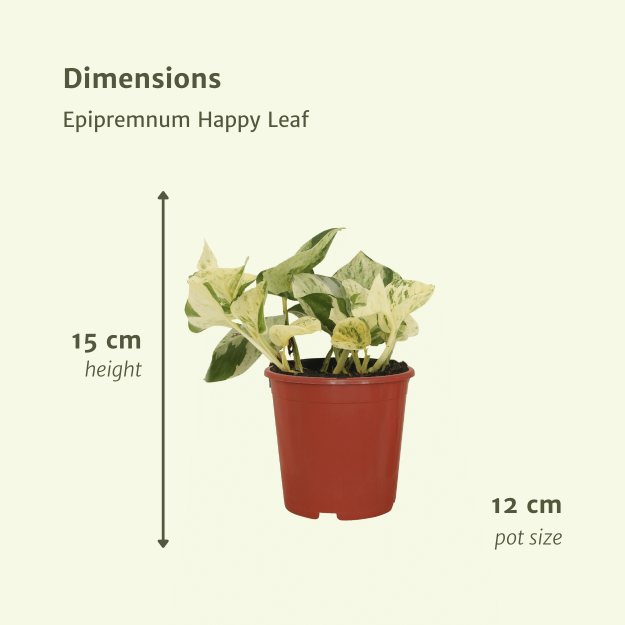 4x Epipremnum Happy Leaf – pflegeleichte Hängepflanze 15cm