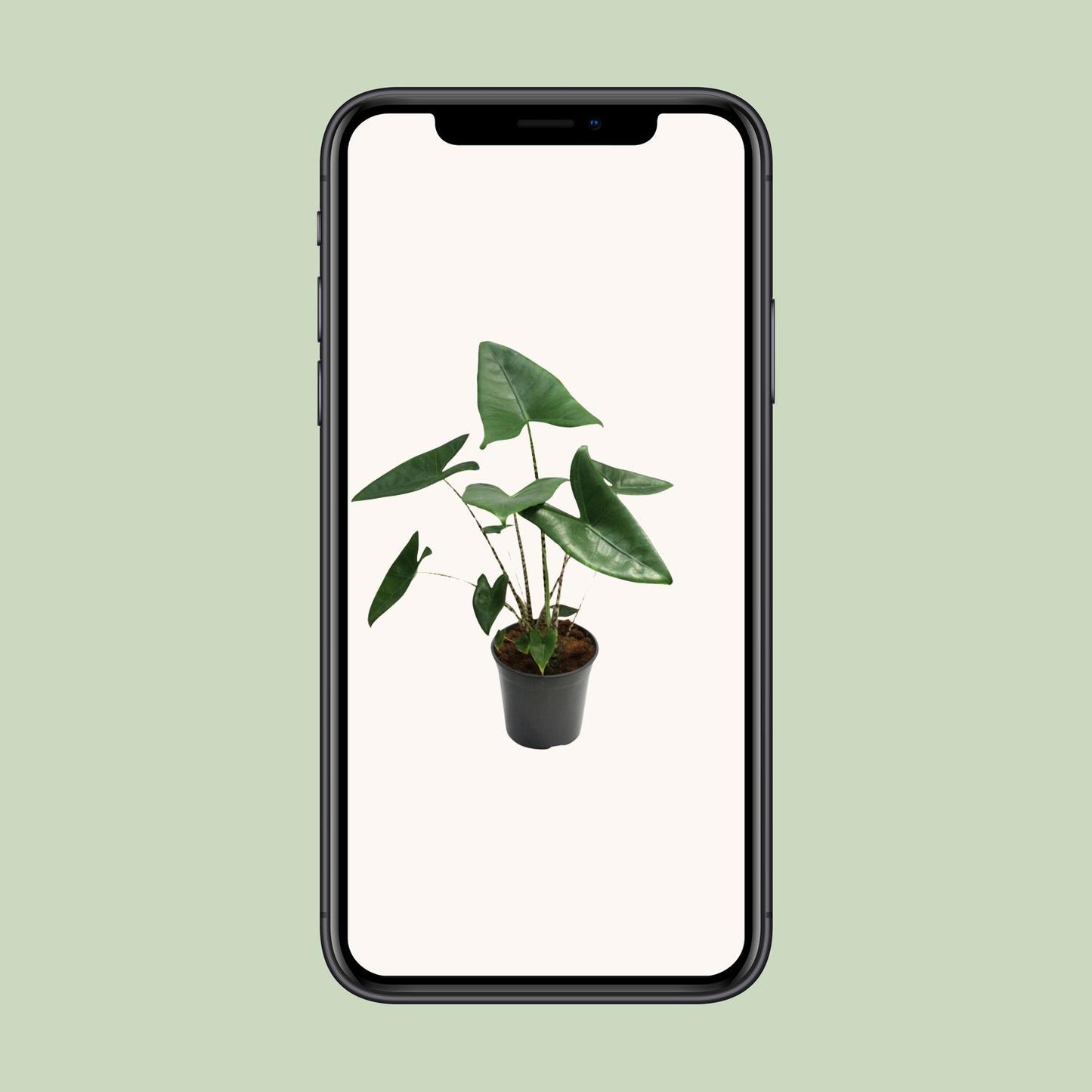 Alocasia Zebrina – Exotische Zimmerpflanze Ø21cm, 80cm hoch