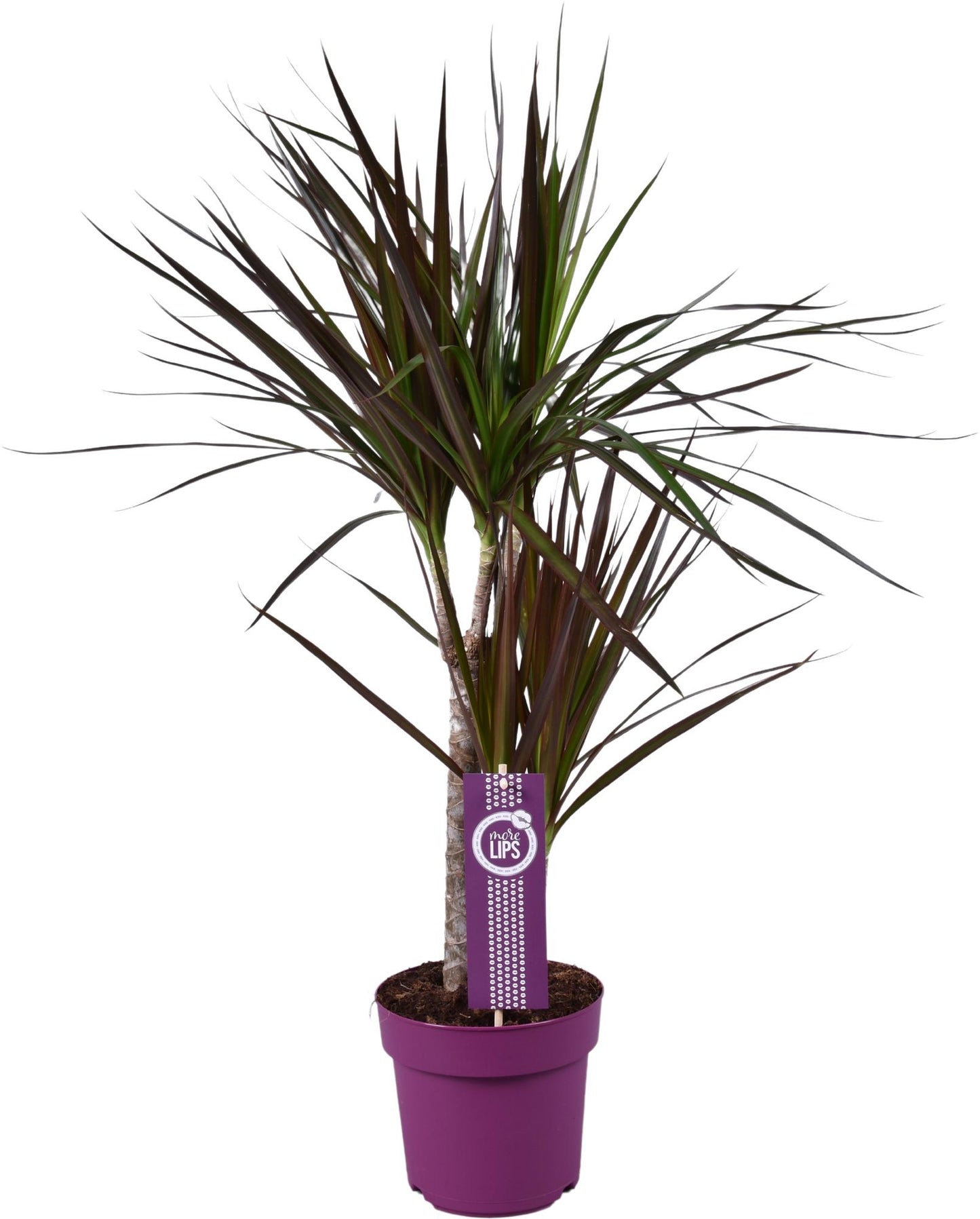 Dracaena Magenta – Pflegeleichte, farbenfrohe Zimmerpflanze Ø17cm