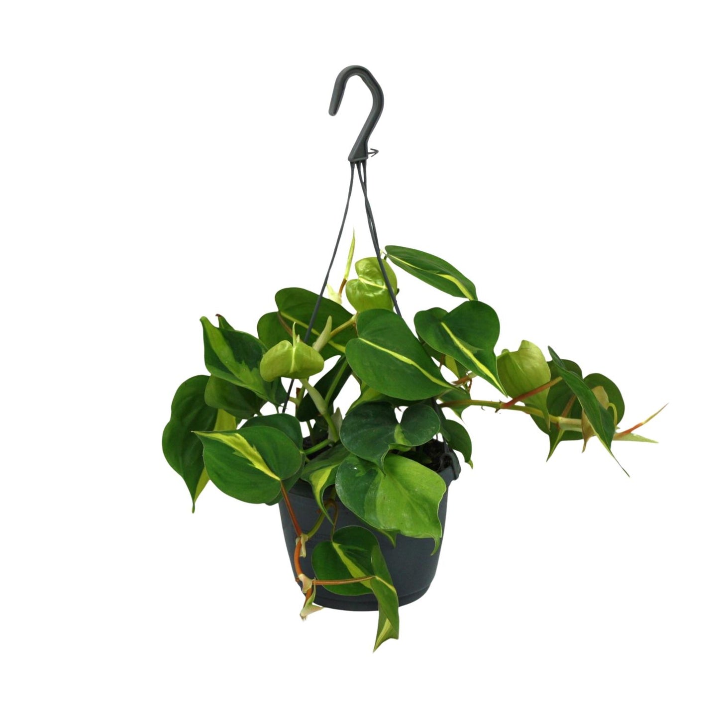 Philodendron Scandens Brasil – Pflegeleichte & stilvolle Zimmerpflanze Ø15cm