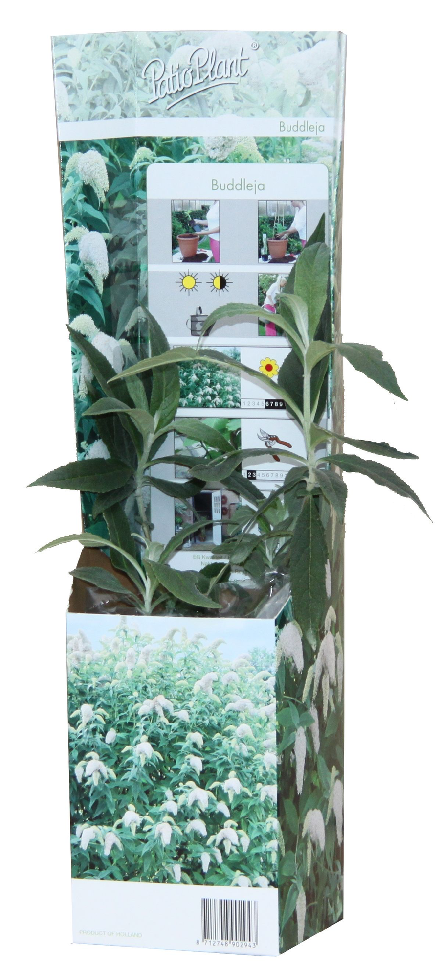 20x Buddleja Davidii Mix – Bunter Vlinderstruik