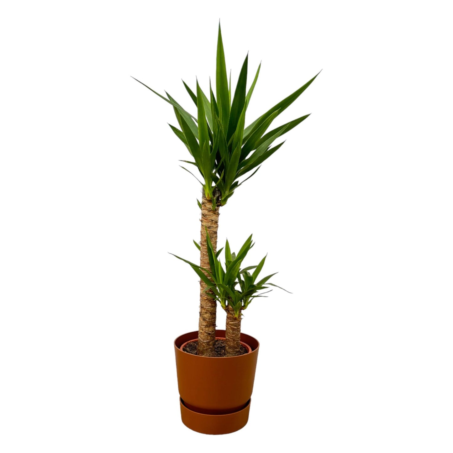 Yucca Elephantipes im Elho Greenville Round Topf Ø21cm
