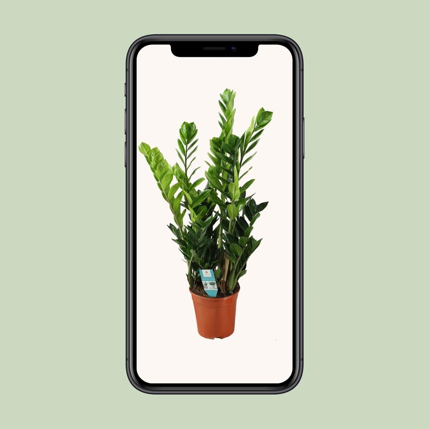 Zamioculcas (ZZ-Pflanze) Ø21cm – pflegeleicht & elegant
