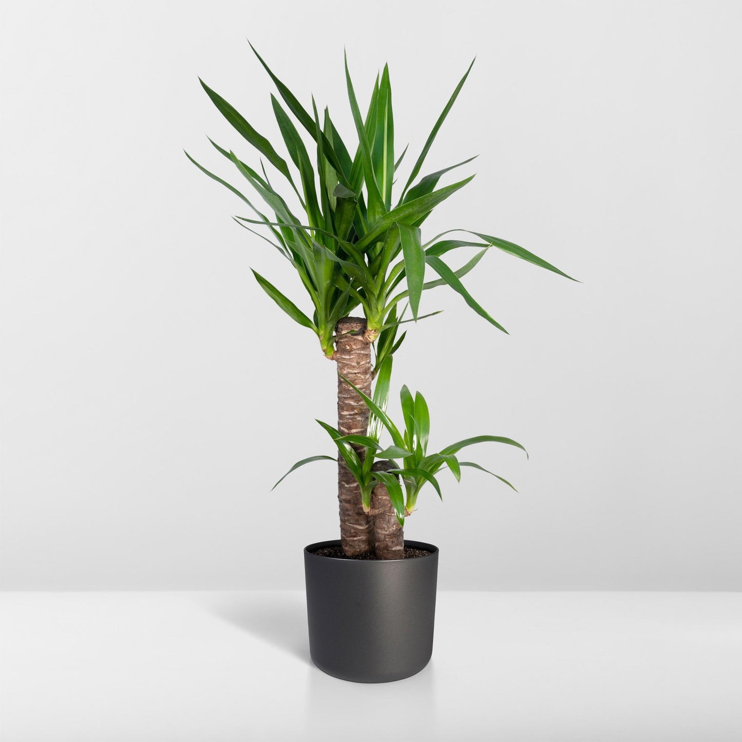 Yucca Elephantipes – Pflegeleichte XXL-Zimmerpflanze Ø17cm