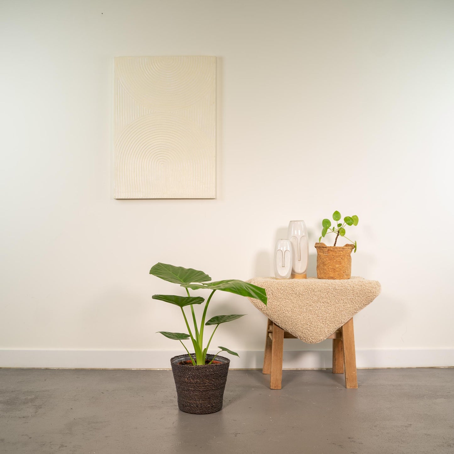 Alocasia Macrorrhiza Elefantenohr Ø19cm mit Korb Igmar