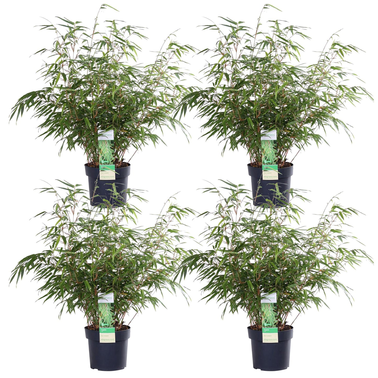 4x Fargesia rufa Bambus - kompakt & pflegeleicht Ø19cm, 60cm hoch
