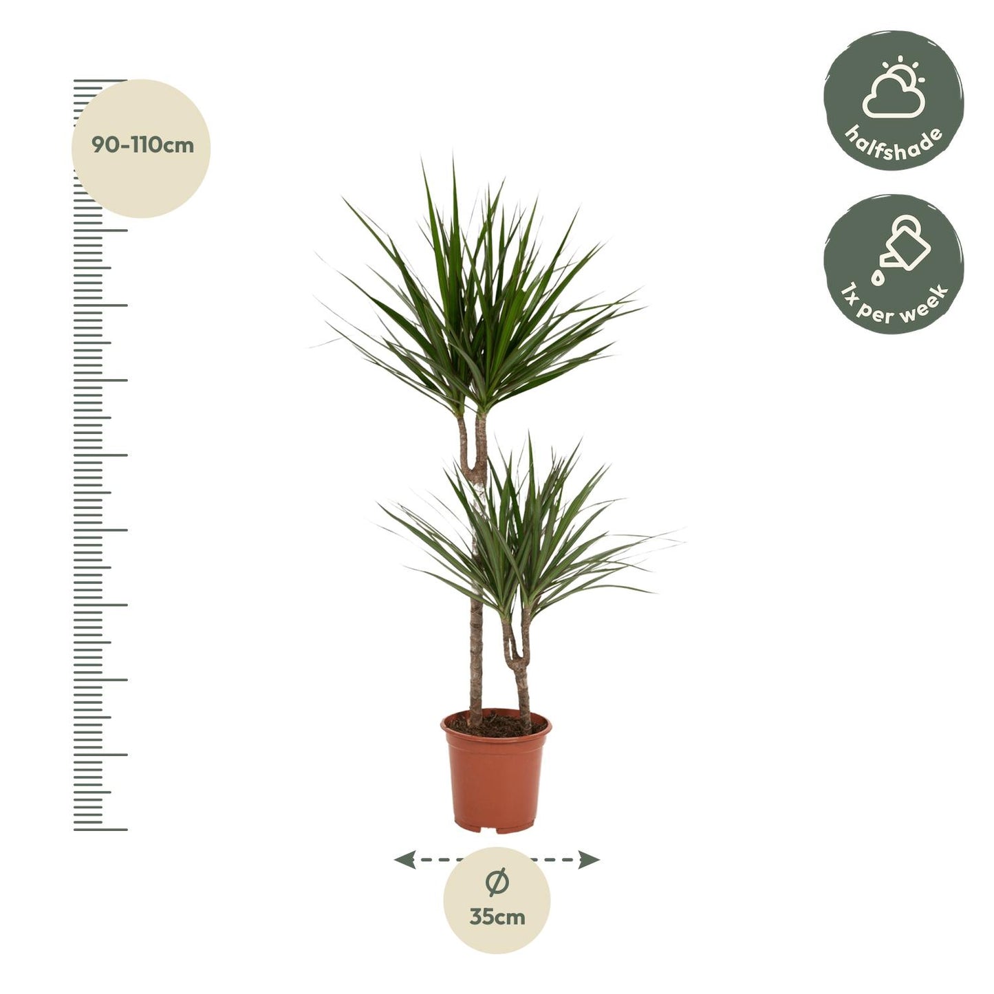 Dracaena Marginata – Stilvolle, pflegeleichte Zimmerpflanze Ø19cm