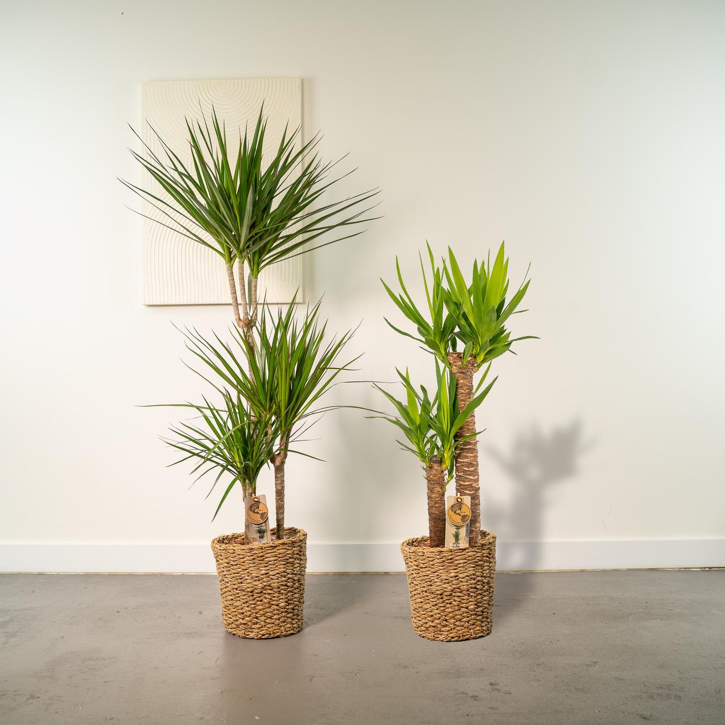 Dracaena & Yucca Set – Exotische XXL Zimmerpflanzen