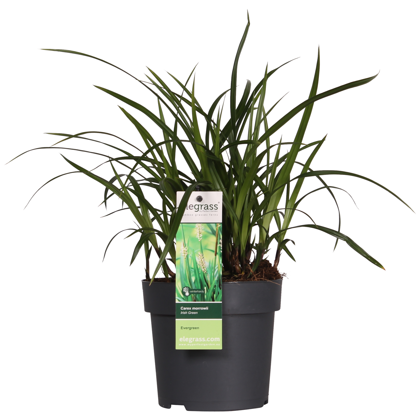 3x Carex morrowii 'Irish Green' - Robust & Pflegeleicht Ø14cm