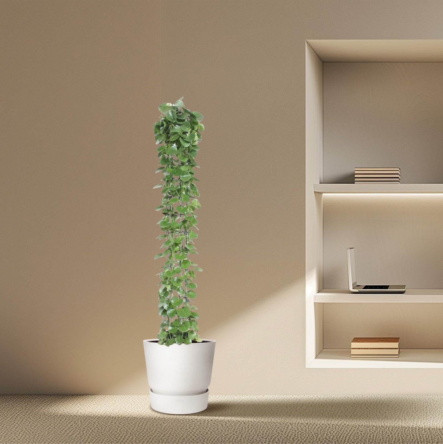 Cissus rotundifolia Gaasrek – Kletterpflanze 160 cm