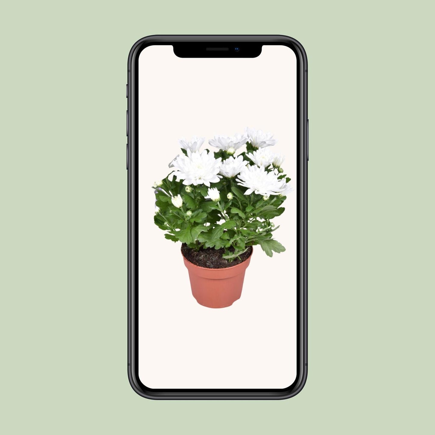 Chrysant Brave – Pflegeleichte Polster-Chrysantheme Ø12cm