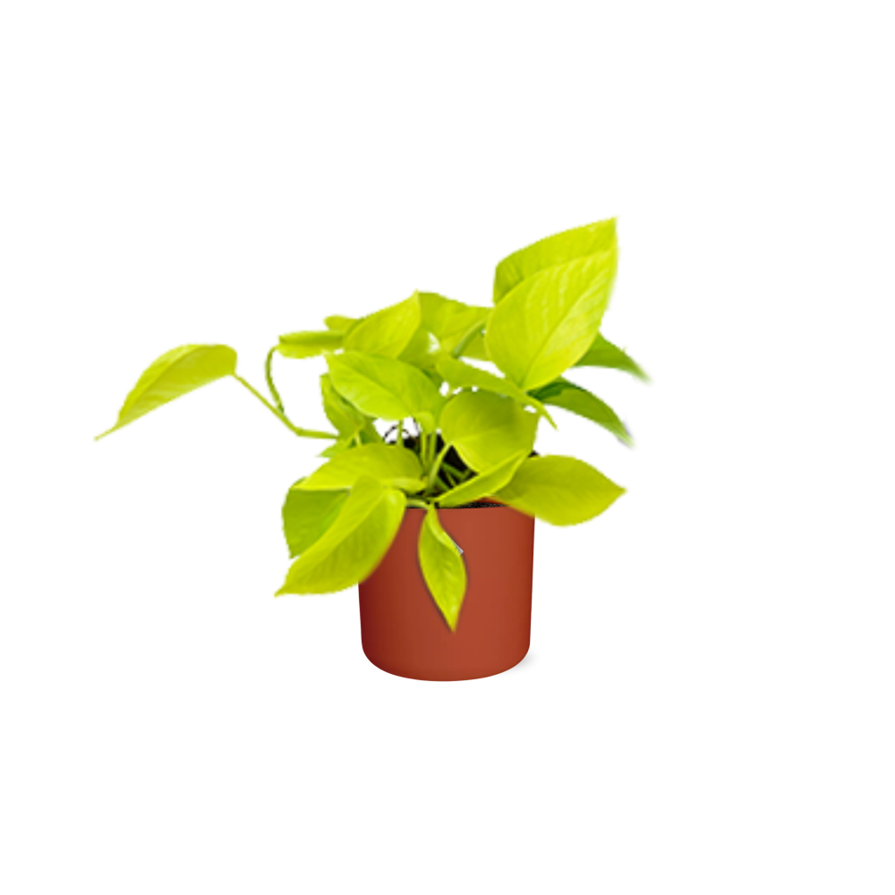 Epipremnum Pinnatum ‘Golden Pothos’ – pflegeleichte Efeutute im ELHO Topf