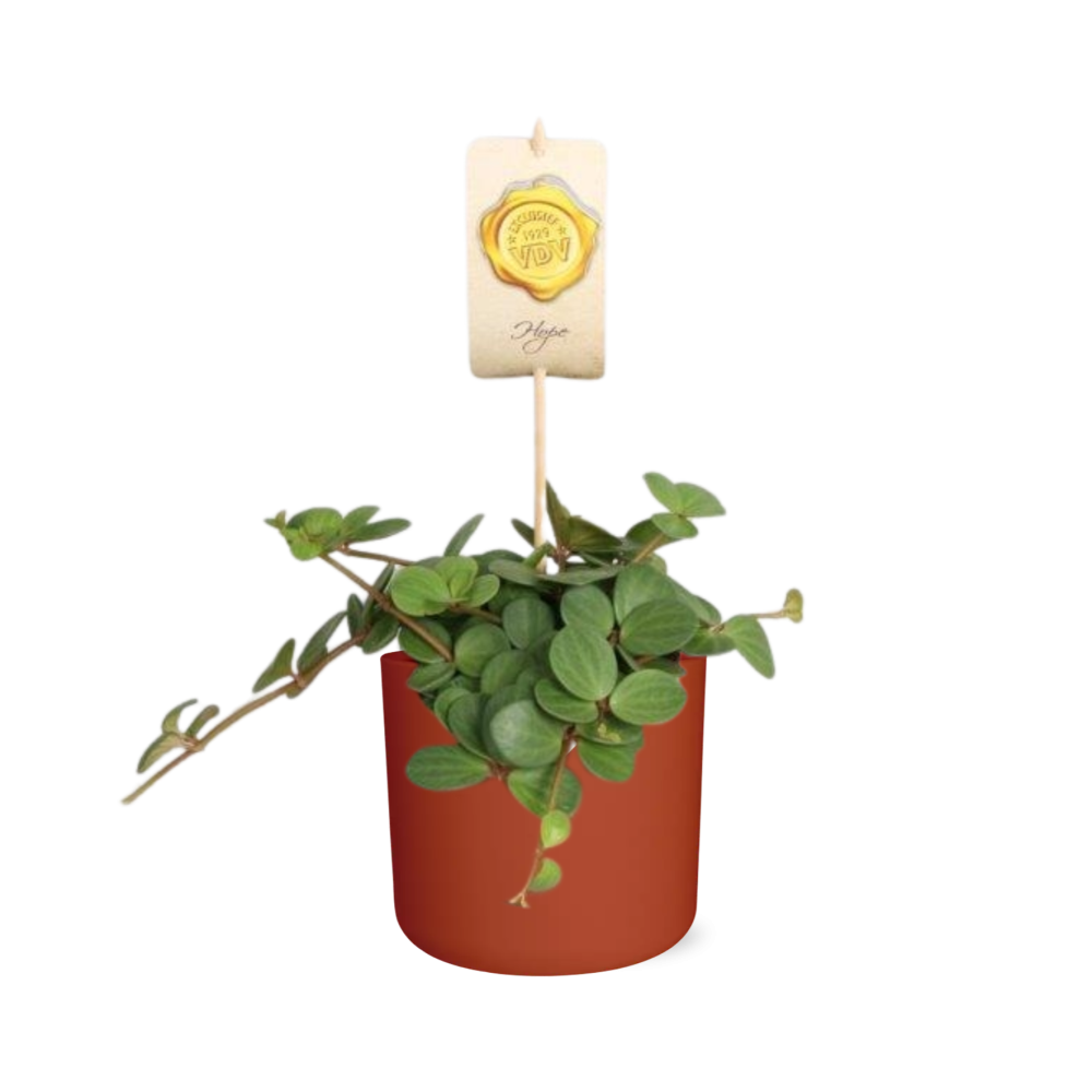 Peperomia ‘Hope’ – Pflegeleichte Zimmerpflanze im ELHO Topf