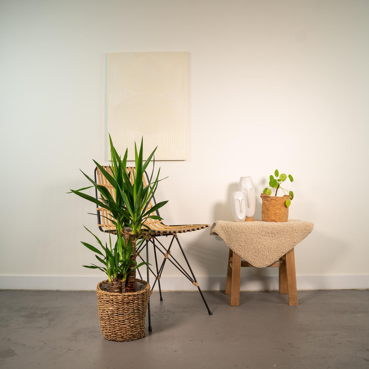 Yucca Palmlilie Ø17cm – Pflegeleichte XXL Zimmerpflanze