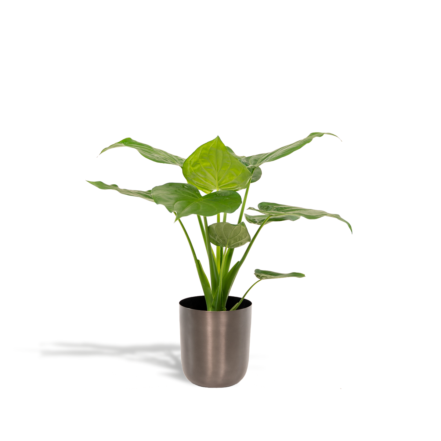 Alocasia Cucullata – Pflegeleichte Elefantenohr-Pflanze Ø19cm