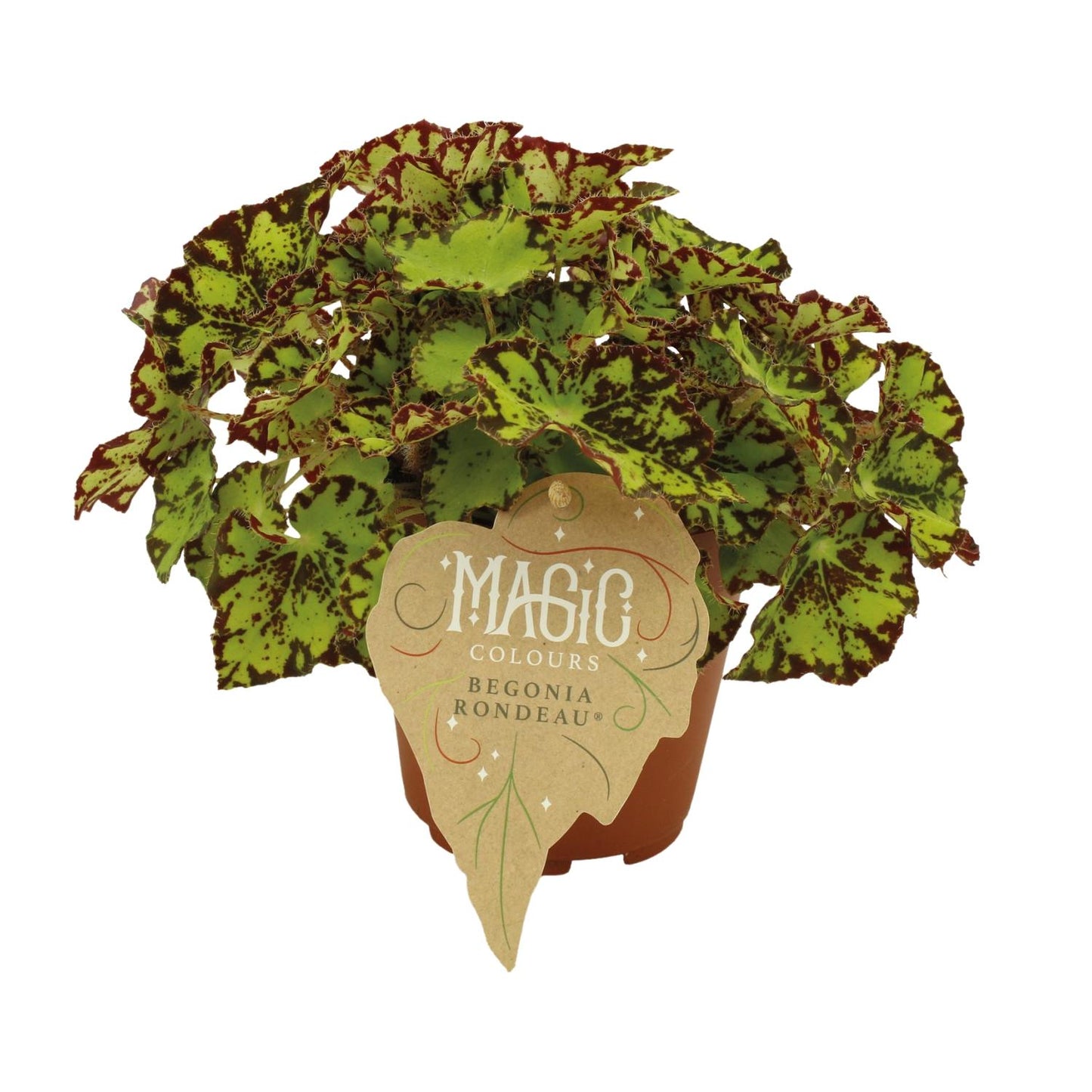 Begonia Rex Rondeau – Pflegeleichte, farbenfrohe Zimmerpflanze Ø12cm