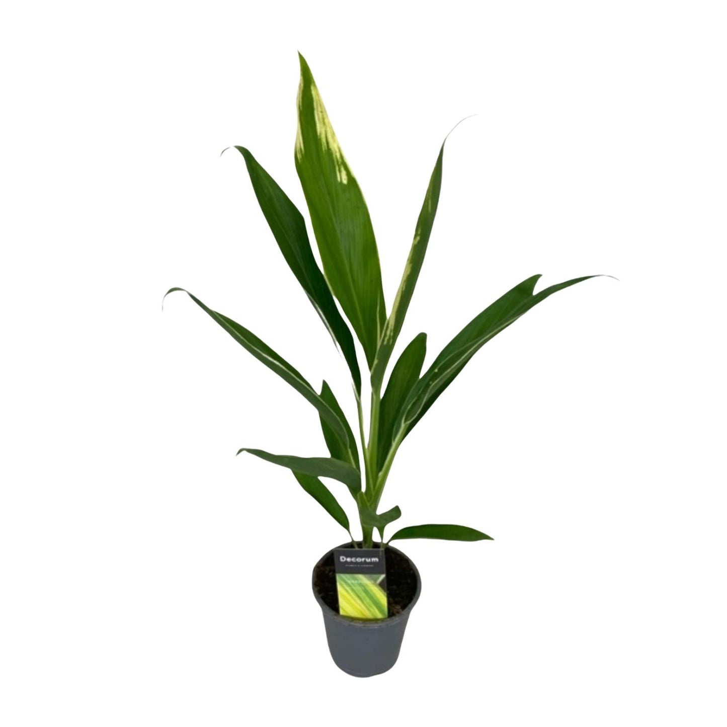 Cordyline Conga Ø12cm – Tropisch & Pflegeleicht