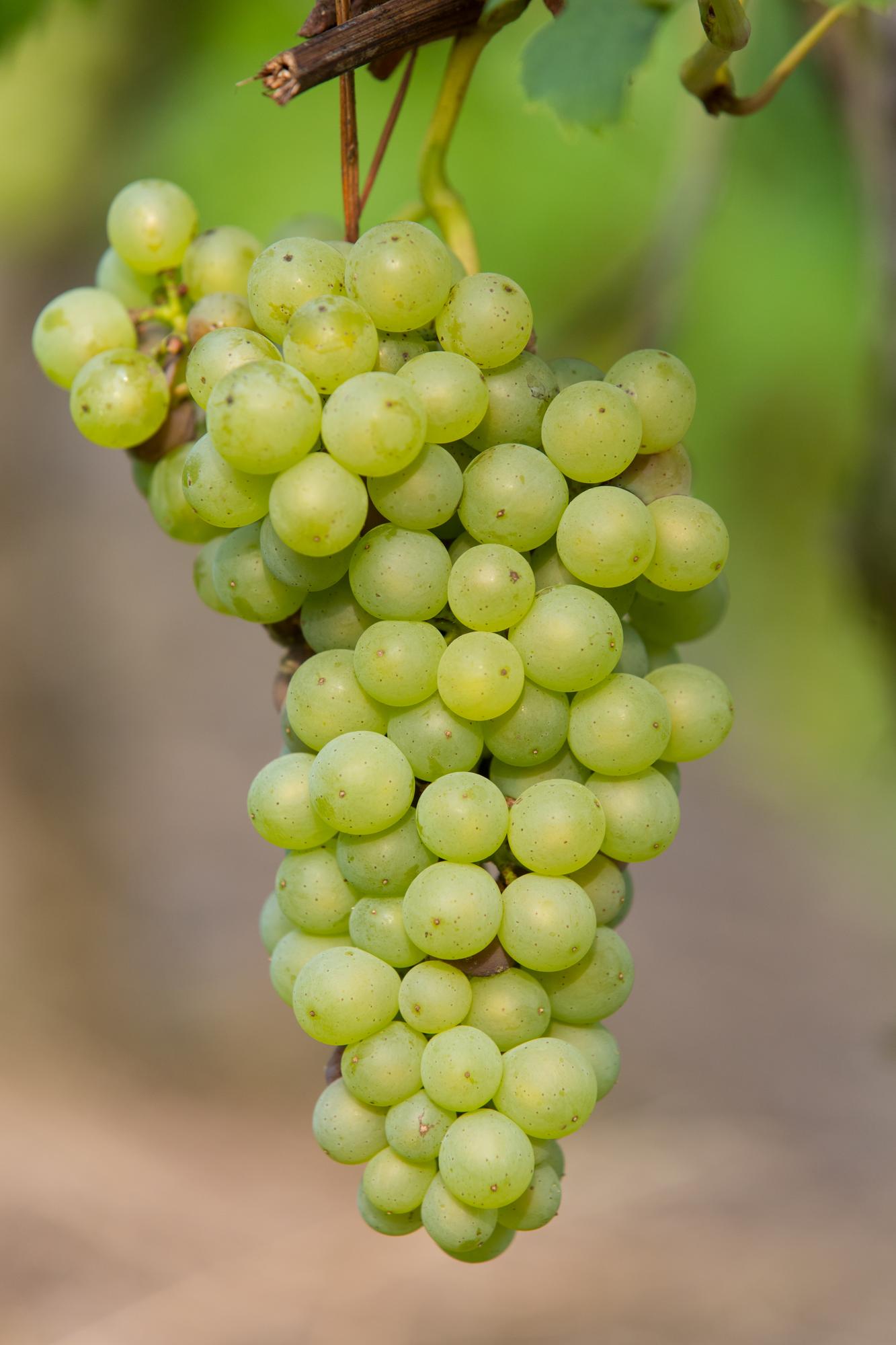 Vitis vinifera 'Johanniter' – Weiße Traube im 13cm Topf