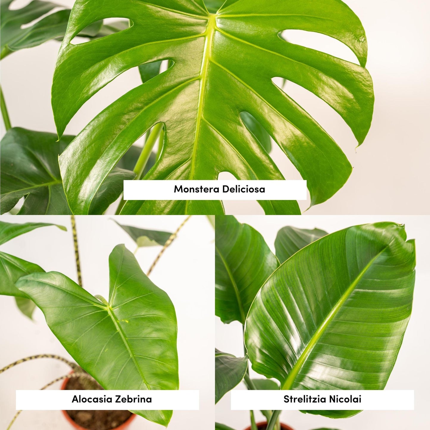 Exklusives Zimmerpflanzen-Set: Monstera, Alocasia & Strelitzia