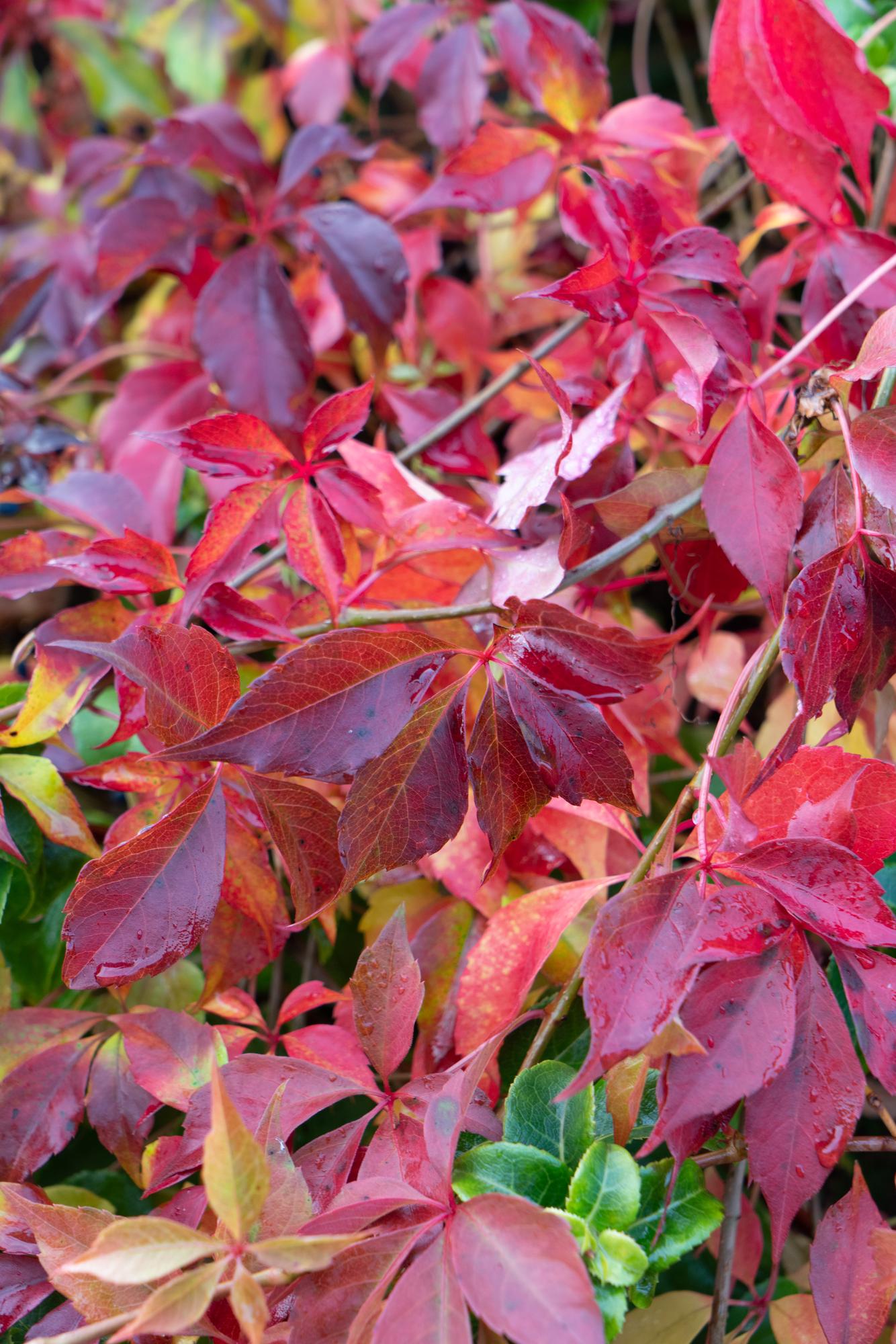 Parthenocissus henryana – Farbfrohe Kletterpflanze Ø15cm