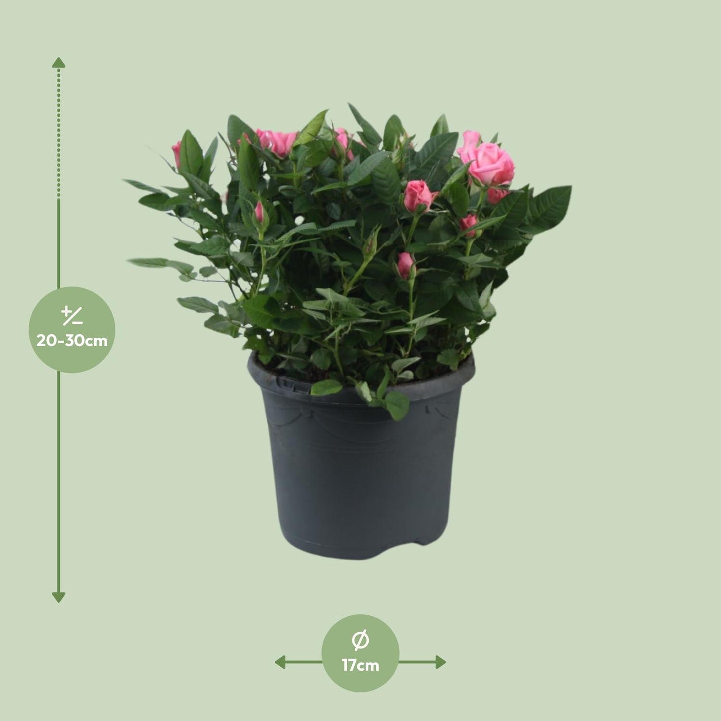 Topfrose Rosa Jewel Patio Sparkling Ø17cm, 30cm hoch