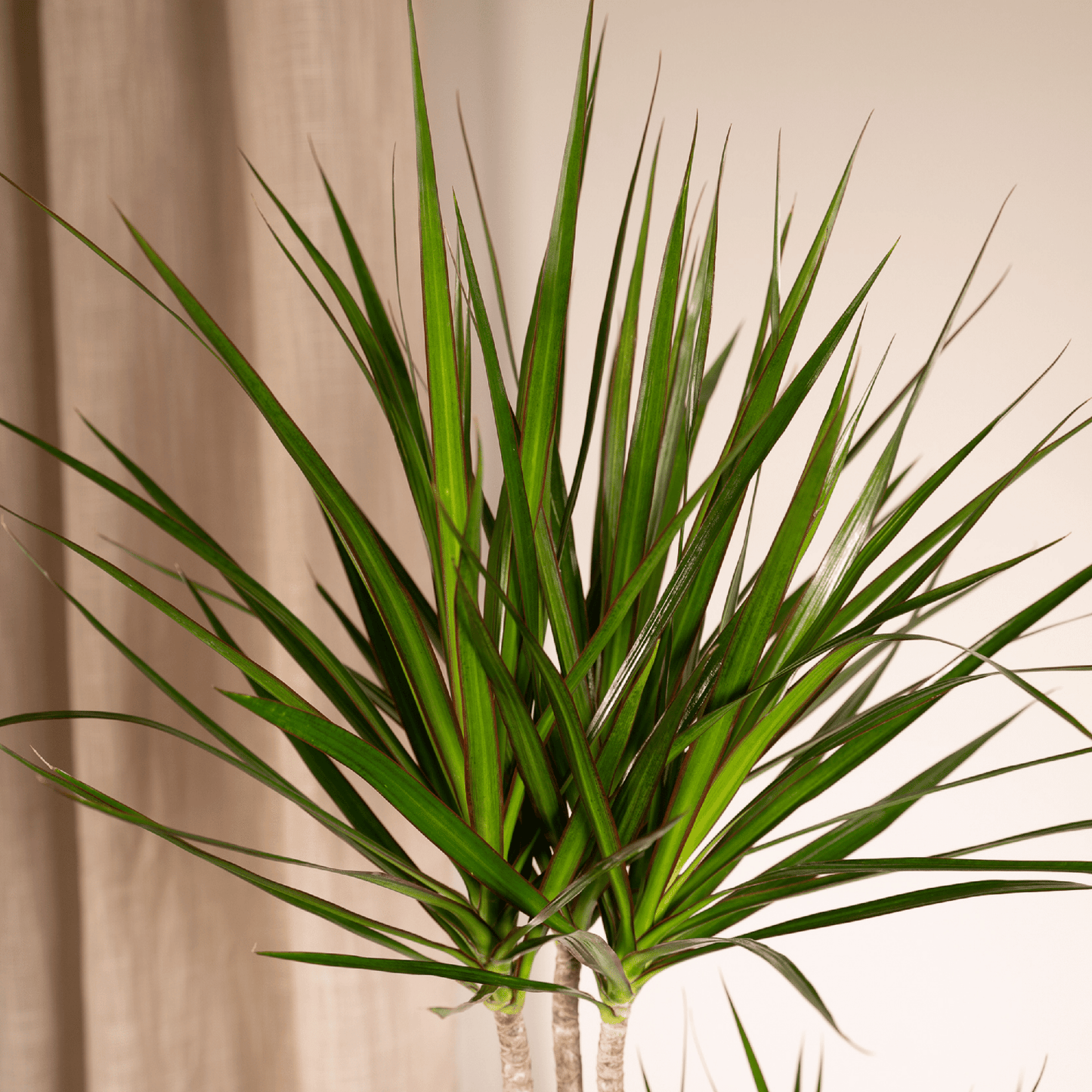 Dracaena Marginata – Stilvolle, pflegeleichte Zimmerpflanze Ø19cm