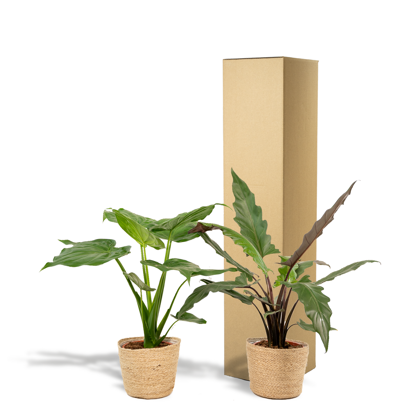 Alocasia Cucullata & Lauterbachiana im Korb Ø19cm