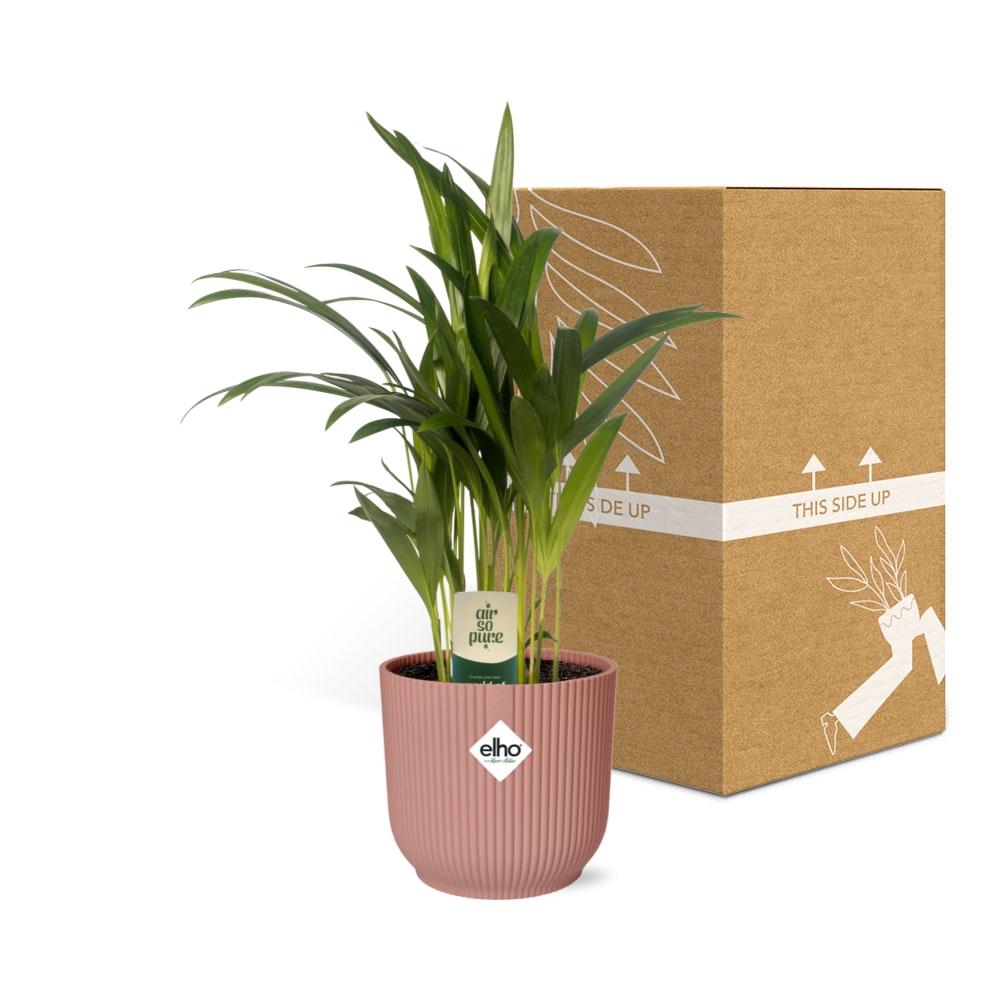 Dypsis Lutescens (Bambuspalme) 12cm in ELHO Vibes Fold 14cm roze