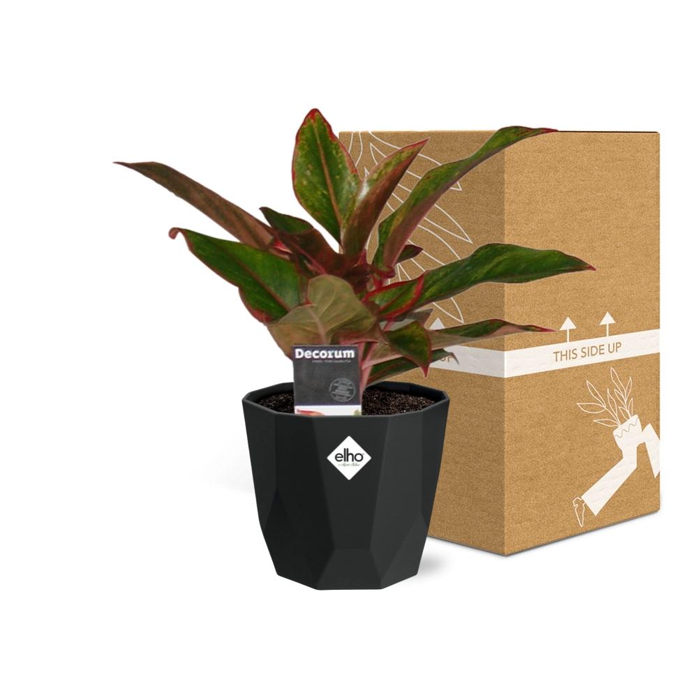 Aglaonema Crete – Pflegeleichte Zimmerpflanze im 14cm Topf
