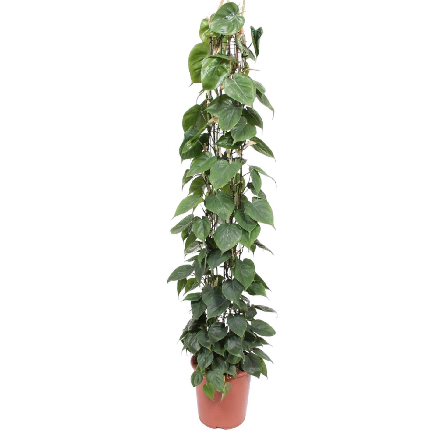 Philodendron Scandens Gaasrek – 160 cm, ø27 cm, pflegeleicht